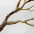 thumbnail image 4 of Baohd 3pcs Large Wedding Decoration Branch Simulation Plant Large Large Wedding Wedding Plastic Dried Tree Branches Artificial Fake Foliage Plant, 4 of 9