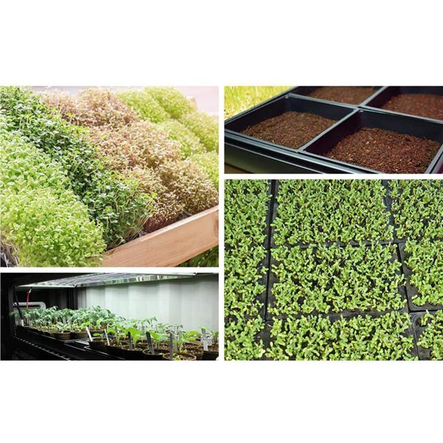 Baohd 2pcs Seedling Tray Wear-resistant Seed Starters Mesh Bottom Seeds Basin Seedlings Box for Microgreens Soil Blocks Wheatgrass