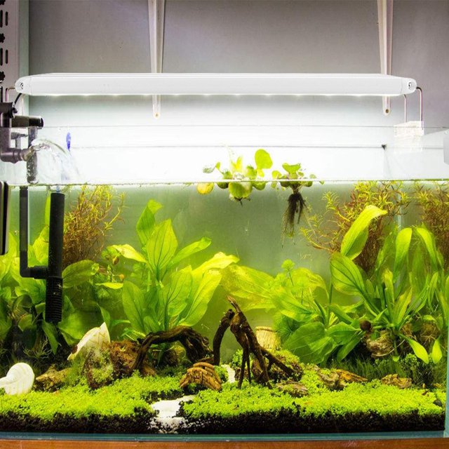 Lampe Poisson, avec Support Lumière Poisson, Lampe Temporaire Éclairage Poisson