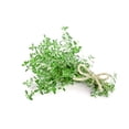 thumbnail image 2 of Thyme Herb Seeds - Non-GMO - 0.5 Grams, Approximately 2,200 Seeds, 2 of 3