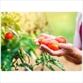 thumbnail image 3 of Batonnets d'engrais pour tomates Organics de Jobe's, 3 of 5