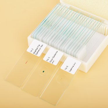 Biology Slide, Microscope Slide, Beautiful Student For Educational