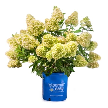 2G Hydrangea