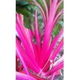 thumbnail image 1 of Graines de Bette à Carde Magenta Coucher de Soleil, 1 of 4