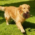thumbnail image 4 of Dispenser Interactive Feeding Solution for Food Dispensing Slow Feeder Alternative to Enhance and Mental Stimulation for Dogs, 4 of 4