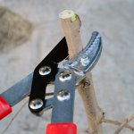 Prélèvement des feuilles, taille des loppers, fixation de vis pour le parc coupant Bonsai Twigs Jardinage d'arbre de fruits