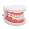 thumbnail image 3 of Modèle de Prothèse Dentaire Modèle 28Pcs Outil d'Enseignement Modèle de Dents Adultes Standard, 3 of 8