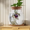 thumbnail image 2 of HLONK Desktop Fish Bowl Hydroponic Terrarium Glass Small Fish Tank with Bamboo Cushion, 2 of 6
