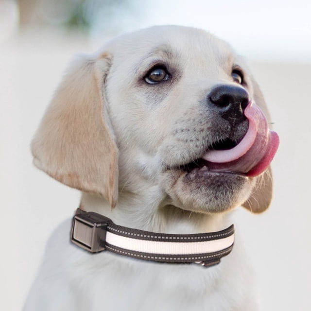 EGNMCR Pet Light Collar Light Leash USB Charging Solar Charging Duale Purpose Dog Light Collar Traction Colored collar