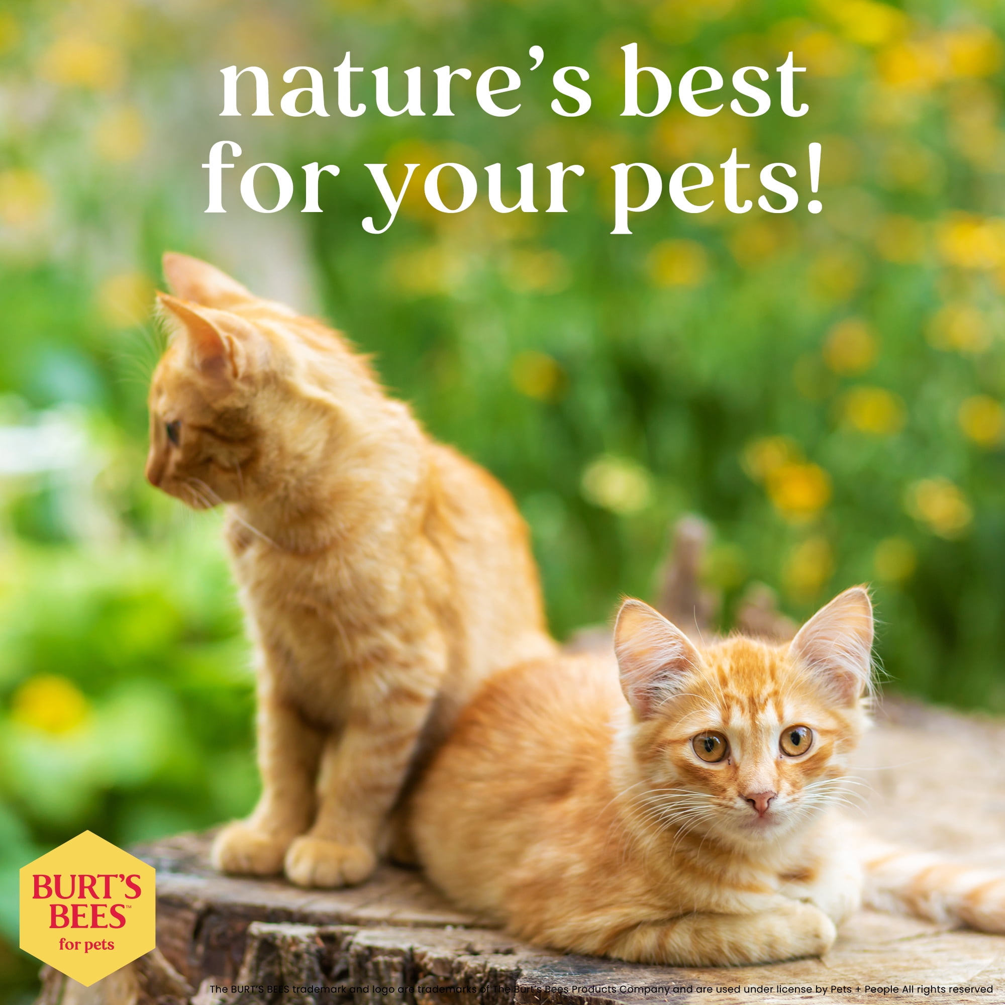 Shampooing hypoallergénique pour chats Burt's Bees au beurre de karité et miel 10 fl oz
