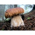 thumbnail image 4 of GSDWIUEW Spores Porcini Mushrooms Mycelium Spawn Dried Seeds Heirloom, 4 of 8
