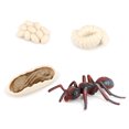 thumbnail image 2 of 1 Set Modèle de Ver de Pelle en Plastique Premium Figurines d'Insectes Significatives Modèles Éducatifs Précoces pour Projet Scolaire Fourmi Rouge, 2 of 6