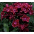 thumbnail image 2 of HJADGG Sweet William Black Magic Seeds-Dianthus barbatus, 2 of 2
