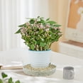 thumbnail image 4 of EGNMCR Tools&Home Improvement Transparent Plastic Tray Suitable For Indoor And Outdoor Pot Trays Pot Trays 5pc a tray, 4 of 4