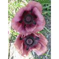 thumbnail image 2 of 1000 MIXED Colors ORIENTAL POPPY Papaver Orientale Flower Seeds, 2 of 7