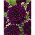 thumbnail image 1 of Tasc Flower Bulbs- Dahlia Thomas Edison Annual, 1 of 2