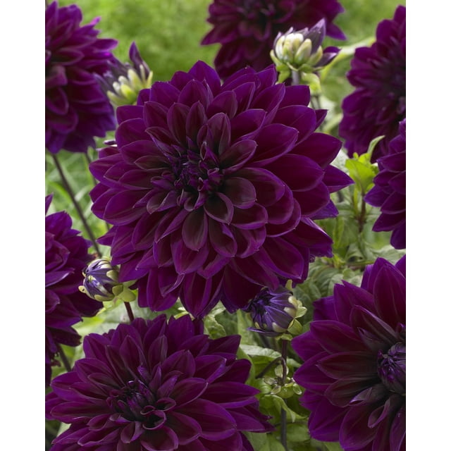 Tasc Flower Bulbs- Dahlia Thomas Edison Annual