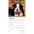 thumbnail image 3 of Boston Terrier Puppies 2026 Mini 7x7, 3 of 3