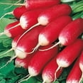 thumbnail image 4 of GSDWIUEW Radish 18 Days Seeds for Planting Around 200 Seeds, 4 of 8