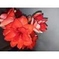 thumbnail image 3 of GSDWIUEW Double Amaryllis Bulbs for Fall Planting Large Hippeastrum Perennial Flowers Bulbs Size 10-11 Inch Perfect for Home Decor Garden, Gift with Wrapping and Planting Instruction (1, TIKA Dragon), 3 of 4