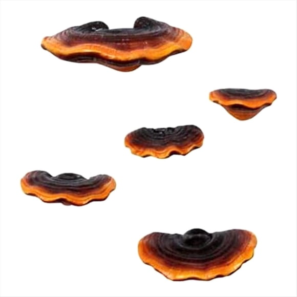 Set of 5 Mushroom Shelf Wall Decor Small Wall Shelf for Bedroom Resin Mushroom Decor Floating Shelves Corner Wall Decor,5 * decorations