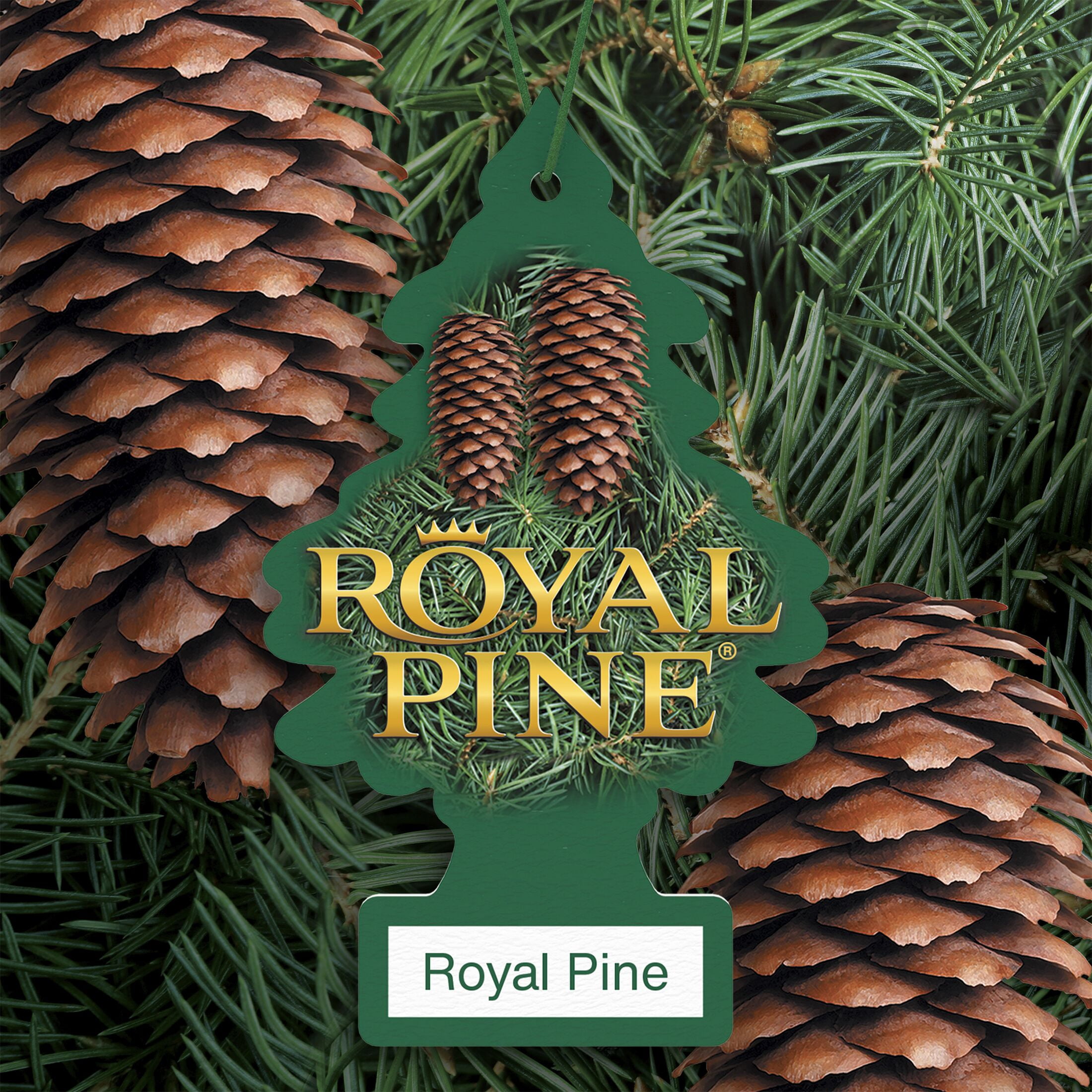 LITTLE TREES air freshener Royal Pine 6-Pack