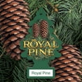 thumbnail image 3 of LITTLE TREES air freshener Royal Pine 3-Pack, 3 of 10