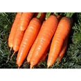 thumbnail image 4 of GSDWIUEW Carotte Rouge Géante Légume pour Plantation Héritage, 4 of 8