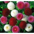 thumbnail image 3 of GSDWIUEW Seeds Flowers English Daisy Pomponette Mix (Bellis perennis) Marguerite Annual Outdoor Cut Garden, 3 of 8