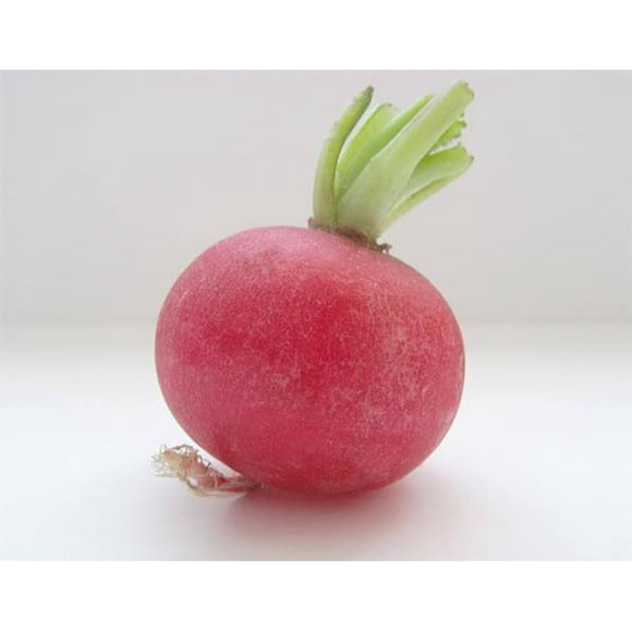 2000 Graines de Radis Géant Cramoisi Raphanus Sativus Légumes