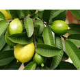 thumbnail image 3 of Sweet N Wellness Guava flower 100g, 3 of 5