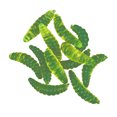 thumbnail image 1 of Simulation Bread Worm Soft Bait Maggot Worm Fake Bait Road Fishing Bait, 1 of 1