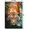 thumbnail image 2 of Tiger - Water Wall Poster, 22.375" x 34" Framed, 2 of 4