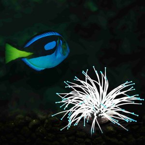 Aquarium Fish Tank Decoration Artificial Silicone Sea Anemone with Glowing Effect Fish Tank Aquarium Ornament