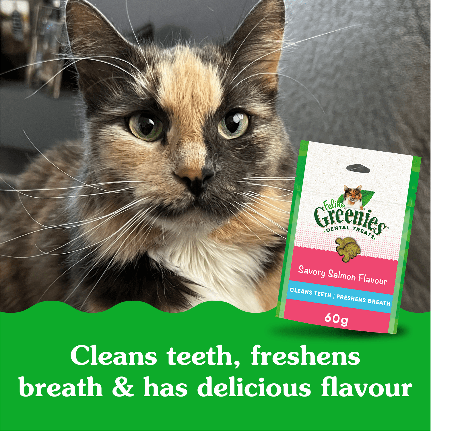 Gâteries dentaires pour chats adultes Greenies, saveur de saumon aromatique