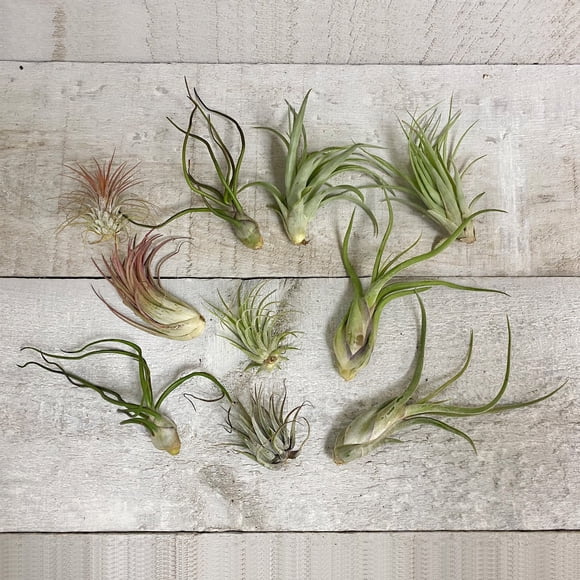 Deluxe Air Plant Bundle (Assorted)