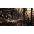 thumbnail image 3 of Blair Witch (PlayStation 4), 3 of 7