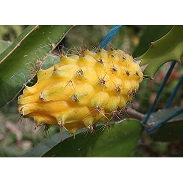 Yellow Dragon Fruit - Yellow Dragon Dragon Fruit - Selenicereus 'Yellow Dragon'