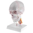 thumbnail image 1 of 1:1 Human Head Skull Model W/Cervical Vertebra, 1 of 8