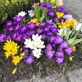 thumbnail image 2 of GSDWIUEW 10pcs Mixed Color Crocus Bulbs-Spring Blooming Fall Planting Bulbs, Assorted Colors Dutch Crocus Corms for Gardens, Containers & Naturalizing Easy to Plant Perennial Flower Bulbs (10), 2 of 5