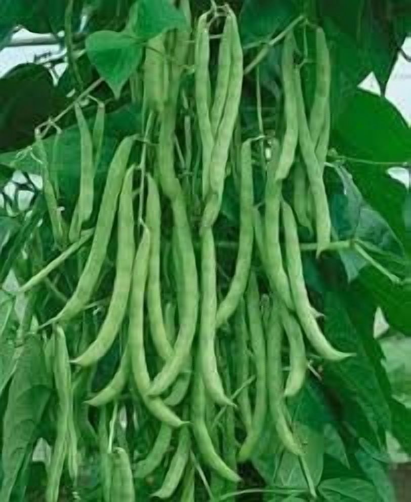 HIGHGW 100+ Kentucky Wonder Bush Bean Seeds for Planting, All Heirloom Seeds