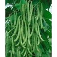 thumbnail image 1 of HIGHGW 100+ Kentucky Wonder Bush Bean Seeds for Planting, All Heirloom Seeds, 1 of 3