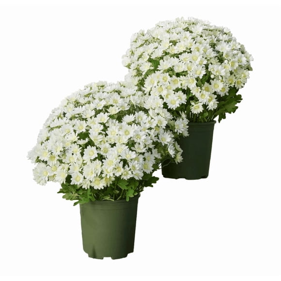 Feltree Artificial Mums Flowers UV Resistant Fade Proof for Outdoor Decor, 5 Bouquets, No Water Needed**