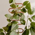 thumbnail image 4 of Small Metal Trelli For Potted Plants Gold Trelli For Climbing Plants Indoor Mini Trelli For Potted Plants Support Stake House Plants Trelli For Garden Potted, 4 of 4