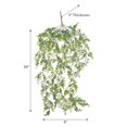thumbnail image 2 of Eucalytus Hanging Bush, 2 of 3