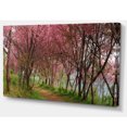 thumbnail image 2 of Sakura Pink Flowers in Thailand, 2 of 3