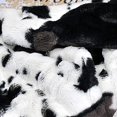 thumbnail image 3 of Home Soft Things Jeté Imprimé d'Animaux, 50 Pouces x 60 Pouces, Vache, 3 of 4