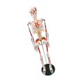 thumbnail image 1 of Human Skeleton Model for ,Life Size Human Skeleton Model with Numbered & Painted Muscle and Insertion Points Rolling Stand, 1 of 7