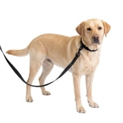 One Paw, Webbing Leash for Dogs, Multiple Colors and Sizes