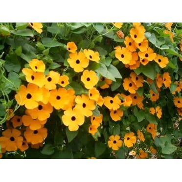 30 Graines de SUSAN aux Yeux Noirs Thunbergia Alata Orange Jaune Noir Fleur